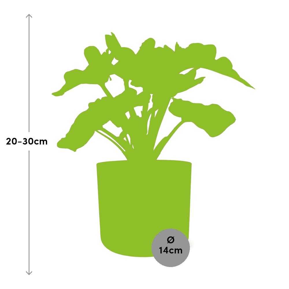 Philodendron Atom in ELHO b.for soft Rond 14cm Brique