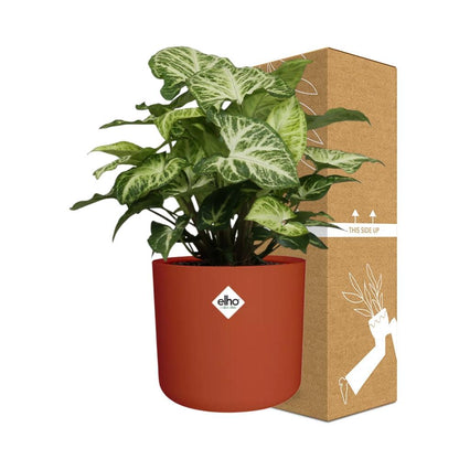 Syngonium Arrow – Pfeilblatt-Efeu im ELHO b.for soft Rond 14cm