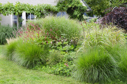 Miscanthus sinensis Ferner Osten – Robust & Pflegeleicht Ø19cm