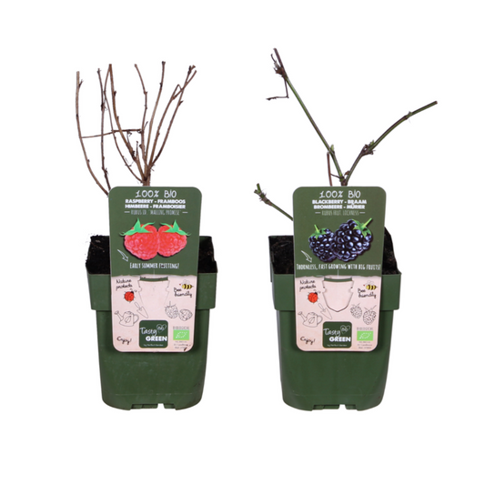 Bio Himbeer-Mix Rubus idaeus Lochness & Malling Promise