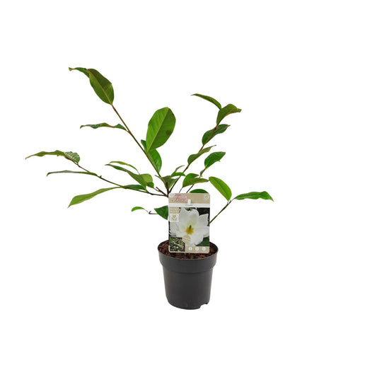 Michelia Fairy Magnolia Cream – Elegante Gartenmagnolie Ø13cm