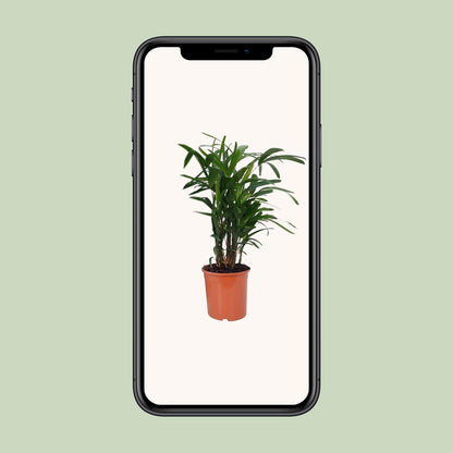 Rhapis Excelsa – 80 cm Lady-Palme, pflegeleicht