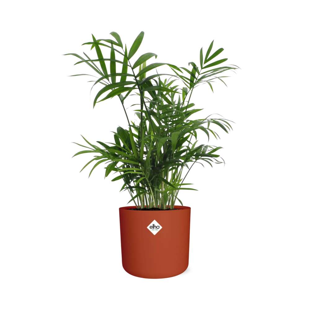 Chamaedorea Zwergbergpalme in ELHO b.for soft Rond 14cm Brique