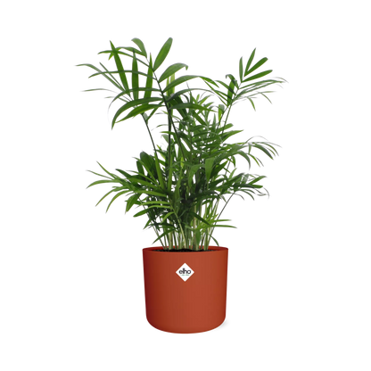 Chamaedorea Zwergbergpalme in ELHO b.for soft Rond 14cm Brique
