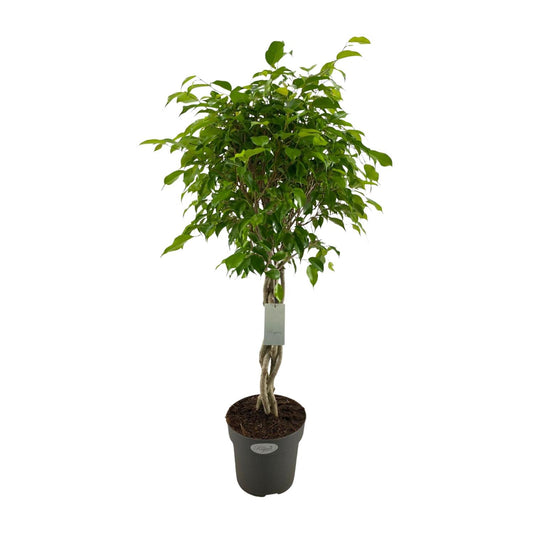 Ficus Benjamina Exotica Geflechtstamm Ø24cm, ca. 100cm hoch