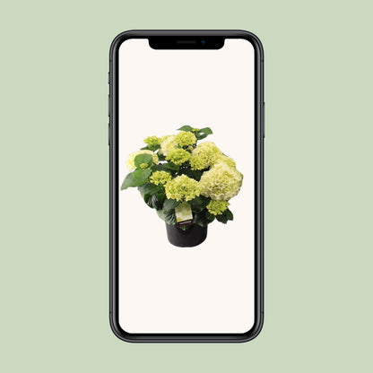 Endlose Hortensie Ø23cm – Blühende Zimmerpflanze