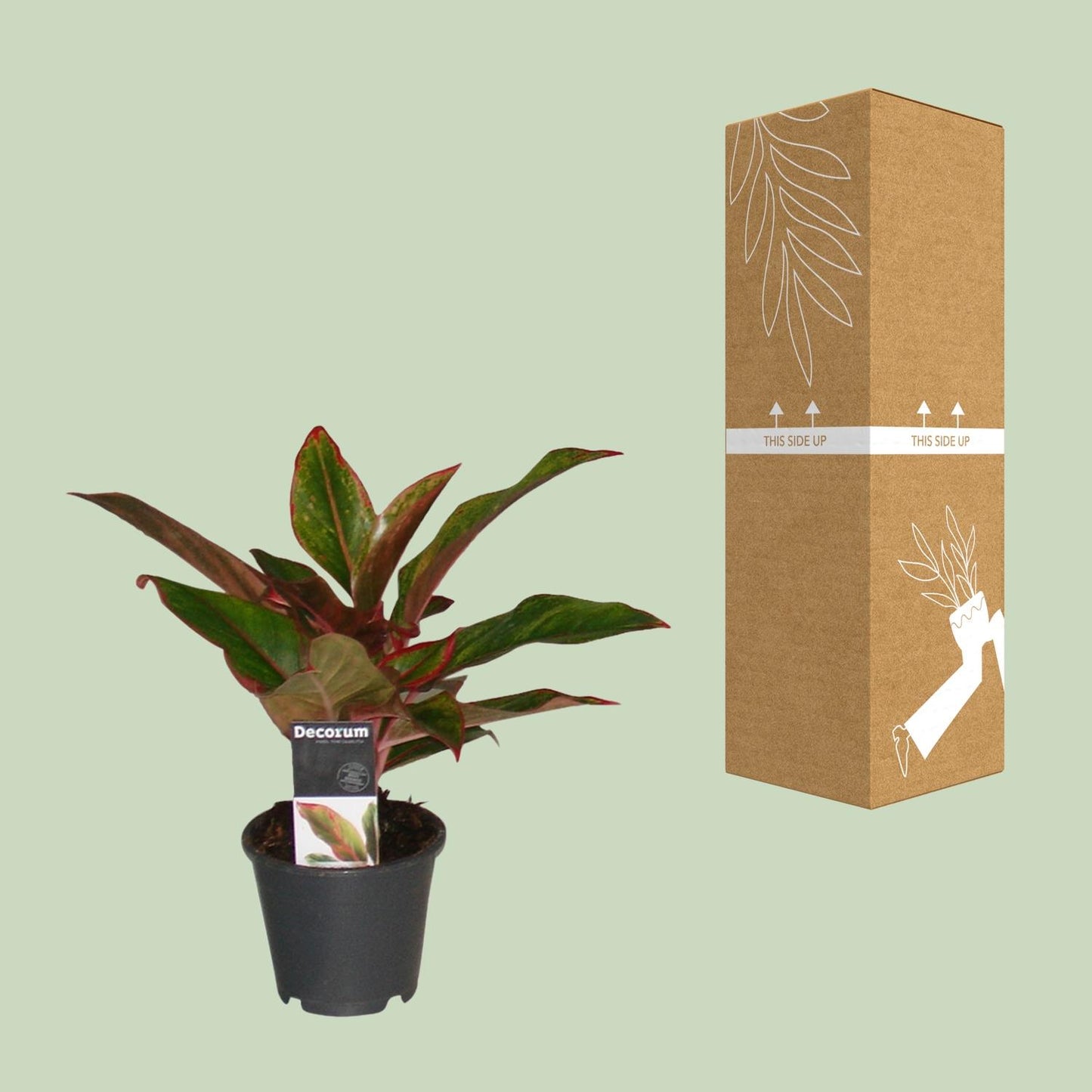 Aglaonema Crete – Pflegeleichte Glücksfeder 50 cm