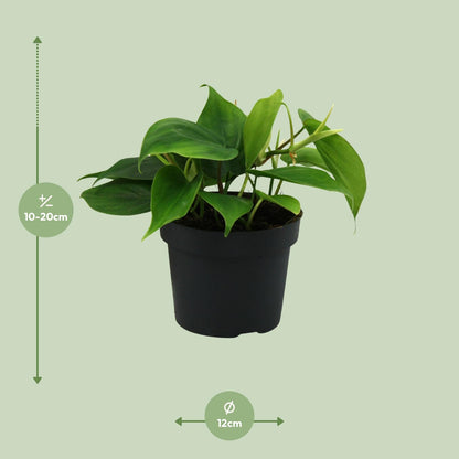 Philodendron Scandens – Pflegeleichte grüne Zimmerpflanze Ø12cm