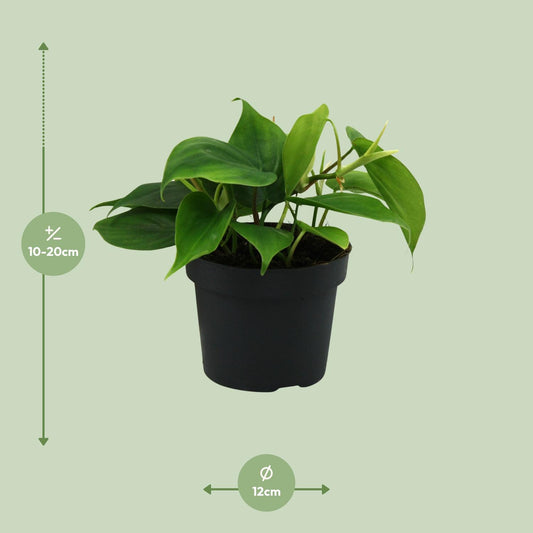 Philodendron Scandens – Pflegeleichte grüne Zimmerpflanze Ø12cm