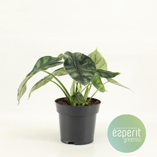 Alocasia Dragon Scale – pflegeleichte Trendpflanze Ø14cm