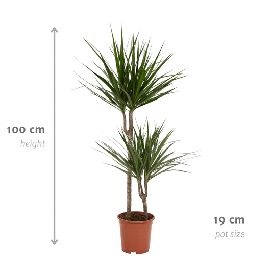 Dracaena Marginata – Pflegeleichte Zimmerpflanze Ø19cm