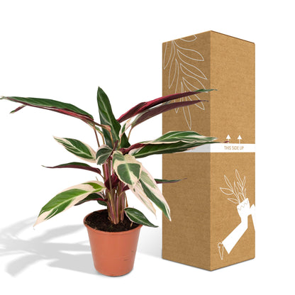 Calathea Triostar – Tropische pflegeleichte Zimmerpflanze Ø19cm