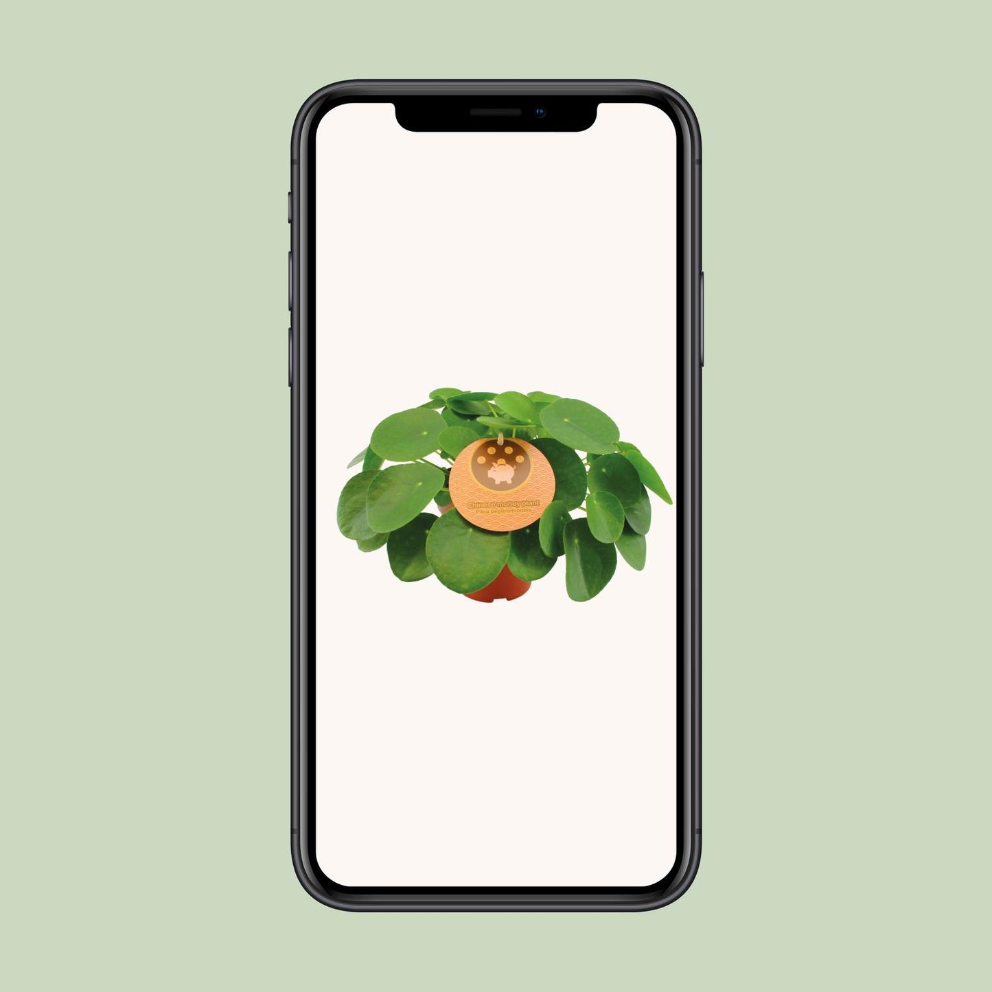 Pilea Peperomioides – Pflegeleichte Zimmerpflanze Ø15cm