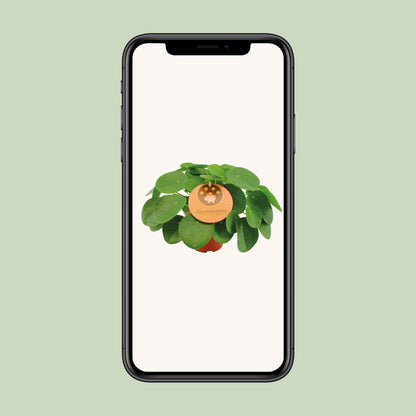 Pilea Peperomioides – Pflegeleichte Zimmerpflanze Ø15cm