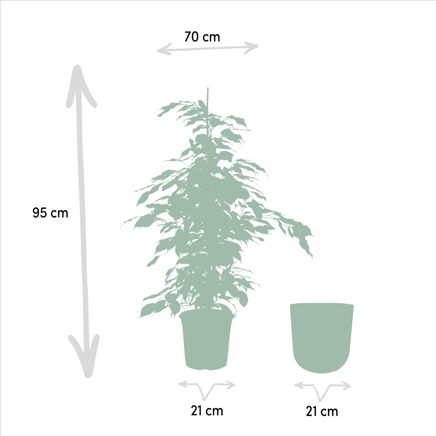 Ficus benjamina Danielle – Pflegeleichte Zimmerpflanze Ø21cm