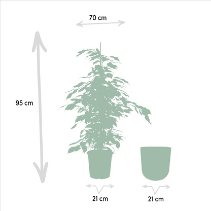 Ficus benjamina Danielle – Pflegeleichte Zimmerpflanze Ø21cm
