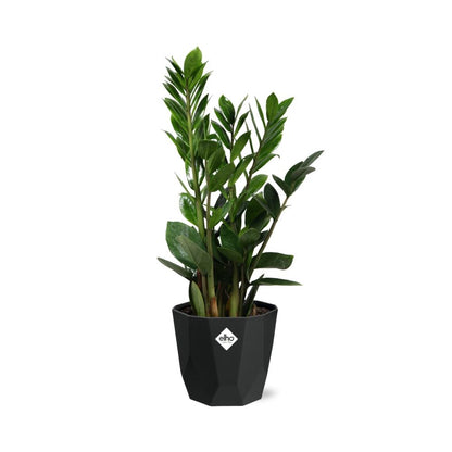 Zamioculcas (ZZ-Pflanze) – 45-50 cm in 14 cm Topf, b.for rock living black