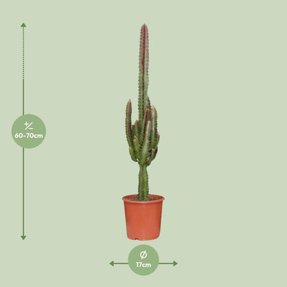 Euphorbia Trigona Rubra – Exotische Zimmerpflanze Ø17cm, bis 70cm hoch