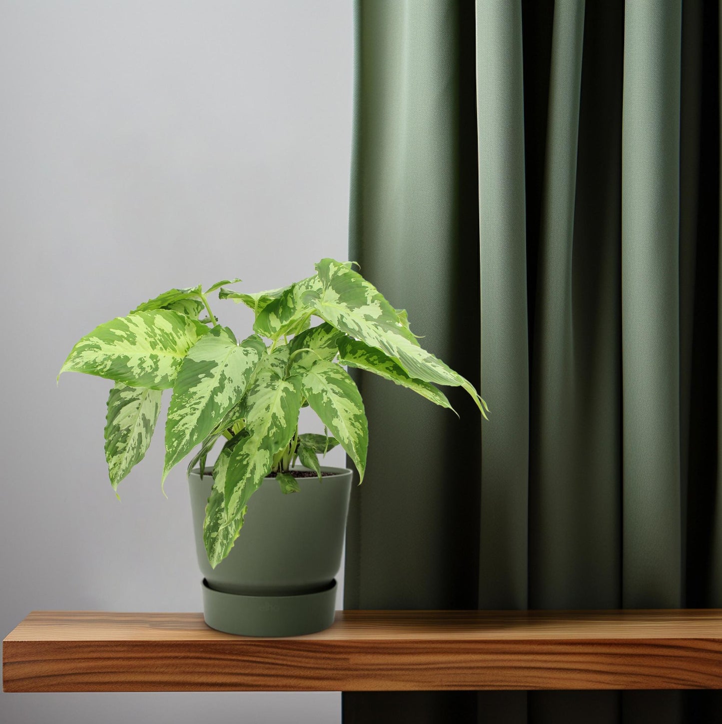 Schismatoglottis Pusilla – Luftreinigende Zimmerpflanze Ø15cm