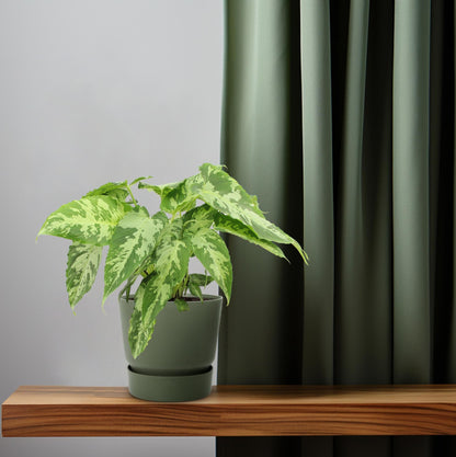 Schismatoglottis Pusilla – Luftreinigende Zimmerpflanze Ø15cm