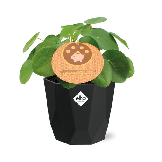 Pilea Peperomioides 12cm im schwarzen 14cm Topf
