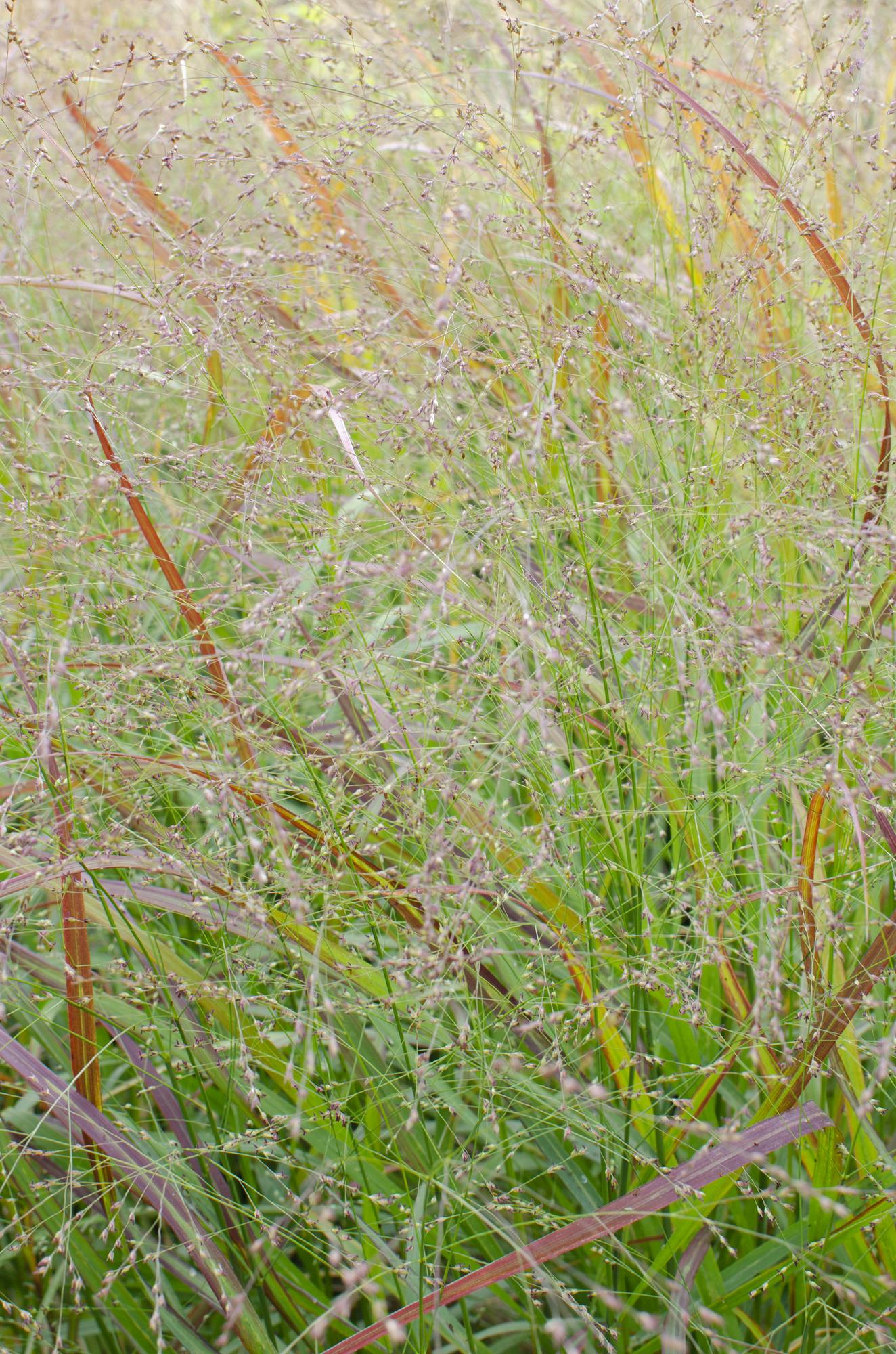 Panicum virgatum Cheyenne Sky – Kompaktes Ziergras Ø23cm