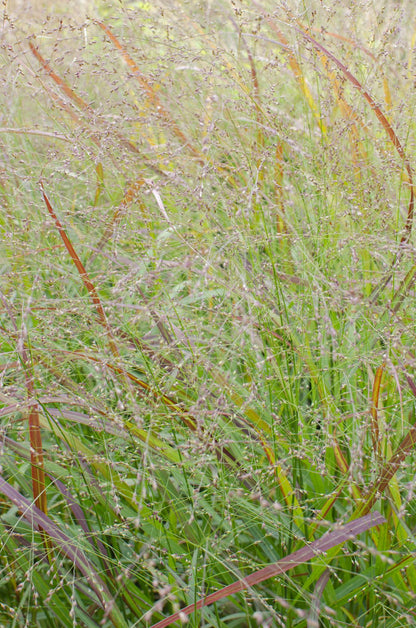 Panicum virgatum Cheyenne Sky – Kompaktes Ziergras Ø23cm