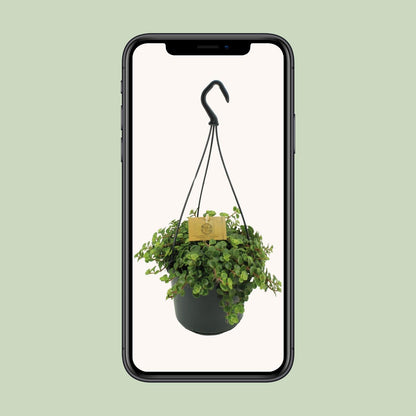 Sedum Tornado – Pflegeleichter Mauerpfeffer Ø15cm
