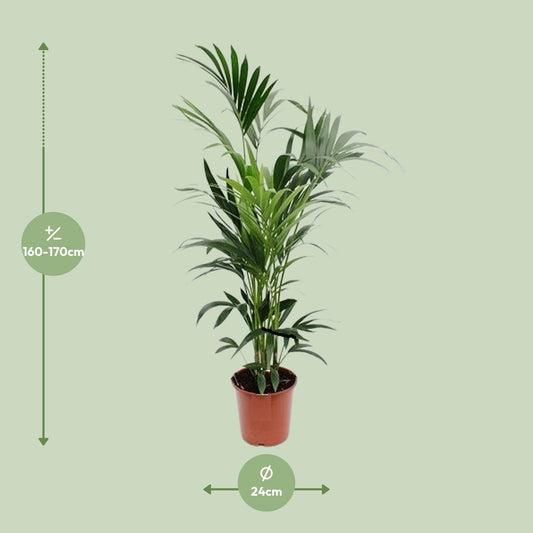 Kentia-Palme – 170 cm – Pflegeleicht & Tropisch Elegant