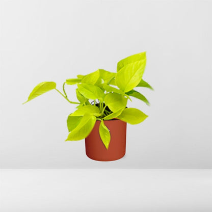 Epipremnum Pinnatum 'Golden Pothos' – pflegeleichte Zimmerpflanze 14 cm