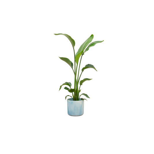 Strelitzia Nicolai im elho Ocean Round Topf Ø22 cm - 120 cm