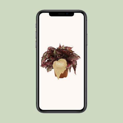 Begonia Rex Spitfire – Farbenfrohe, pflegeleichte Zimmerpflanze Ø12 cm