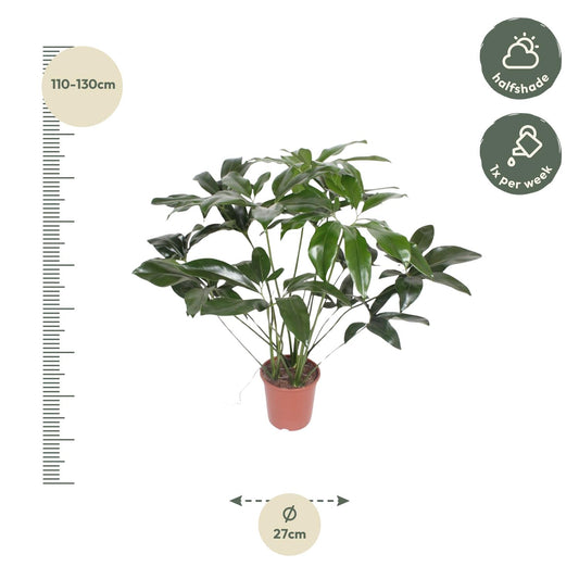 Philodendron Green Wonder – 120 cm, pflegeleicht & robust