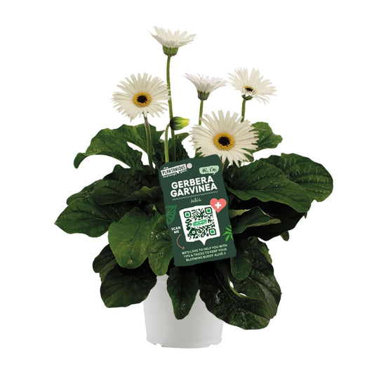 Garvinea Gerbera Wit – Pflegeleichte Gartenblume Ø19cm