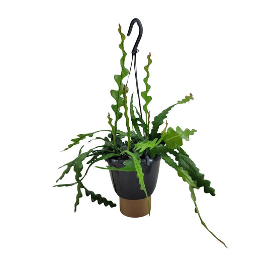 Epiphyllum Anguliger – Fischgrätenkaktus Ø14cm, 35cm hoch