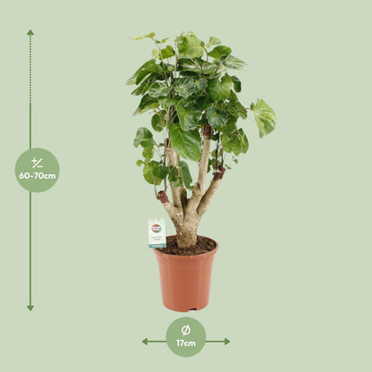Polyscias Lemon – Pflegeleichte Zimmerpflanze Ø17cm, 65cm hoch