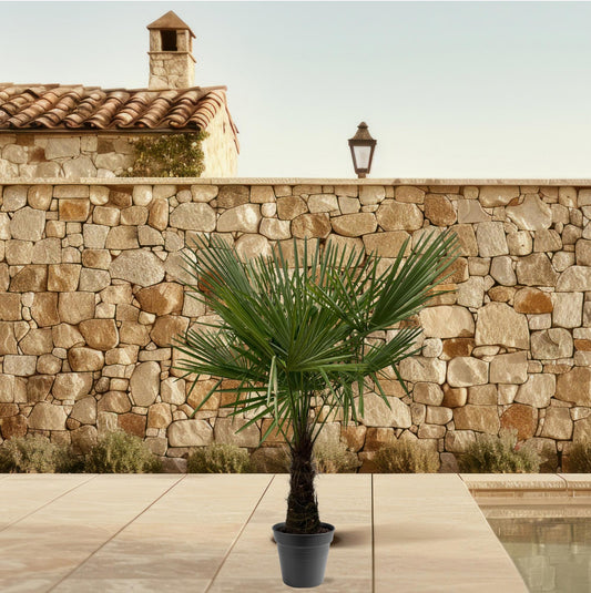 Trachycarpus Fortuneii Palme – Robust & Pflegeleicht, 160-180 cm