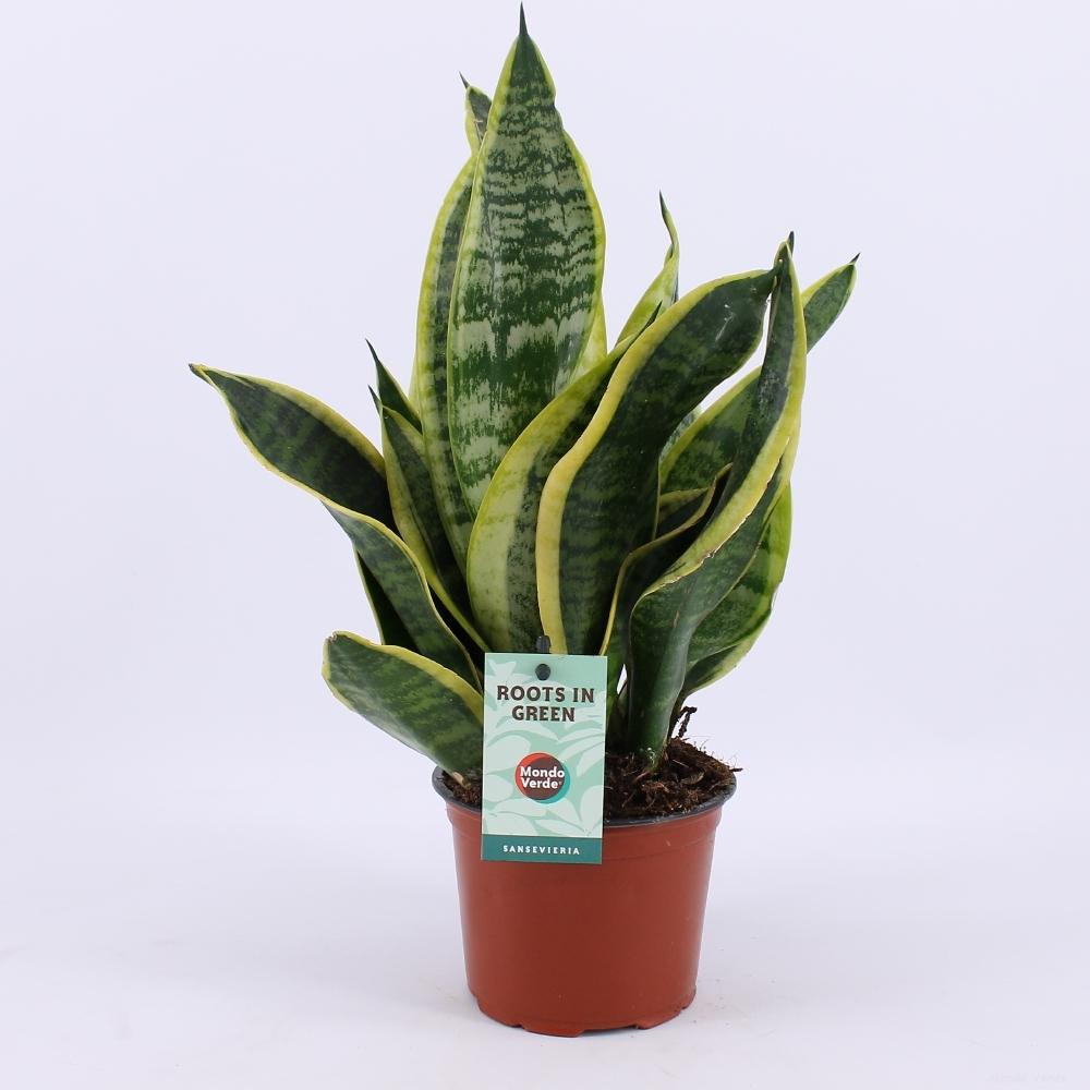 Sansevieria Futura Superba Ø12cm – Pflegeleichte Trendpflanze