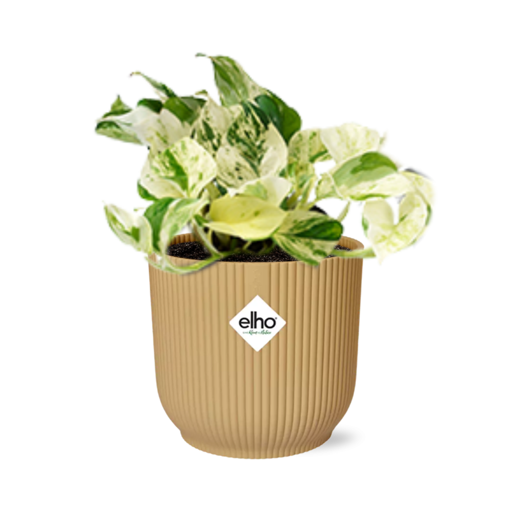 Epipremnum Pinnatum Happy Leaf – pflegeleichte Zimmerpflanze 14cm