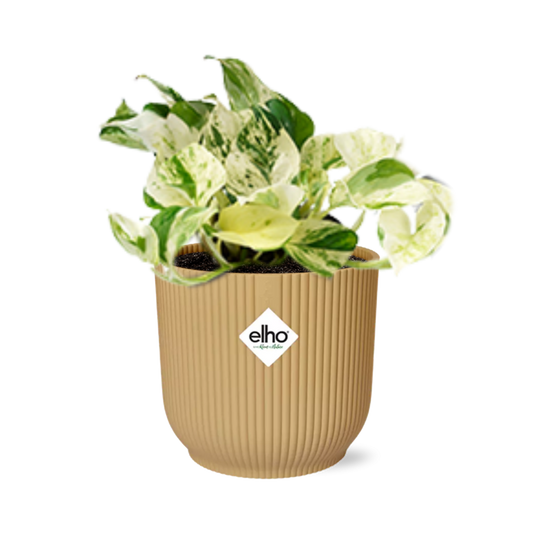 Epipremnum Pinnatum Happy Leaf – pflegeleichte Zimmerpflanze 14cm