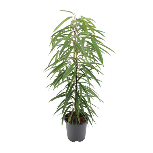 Ficus Binnendijkii Alii – Pflegeleichte luftreinigende Zimmerpflanze Ø21cm