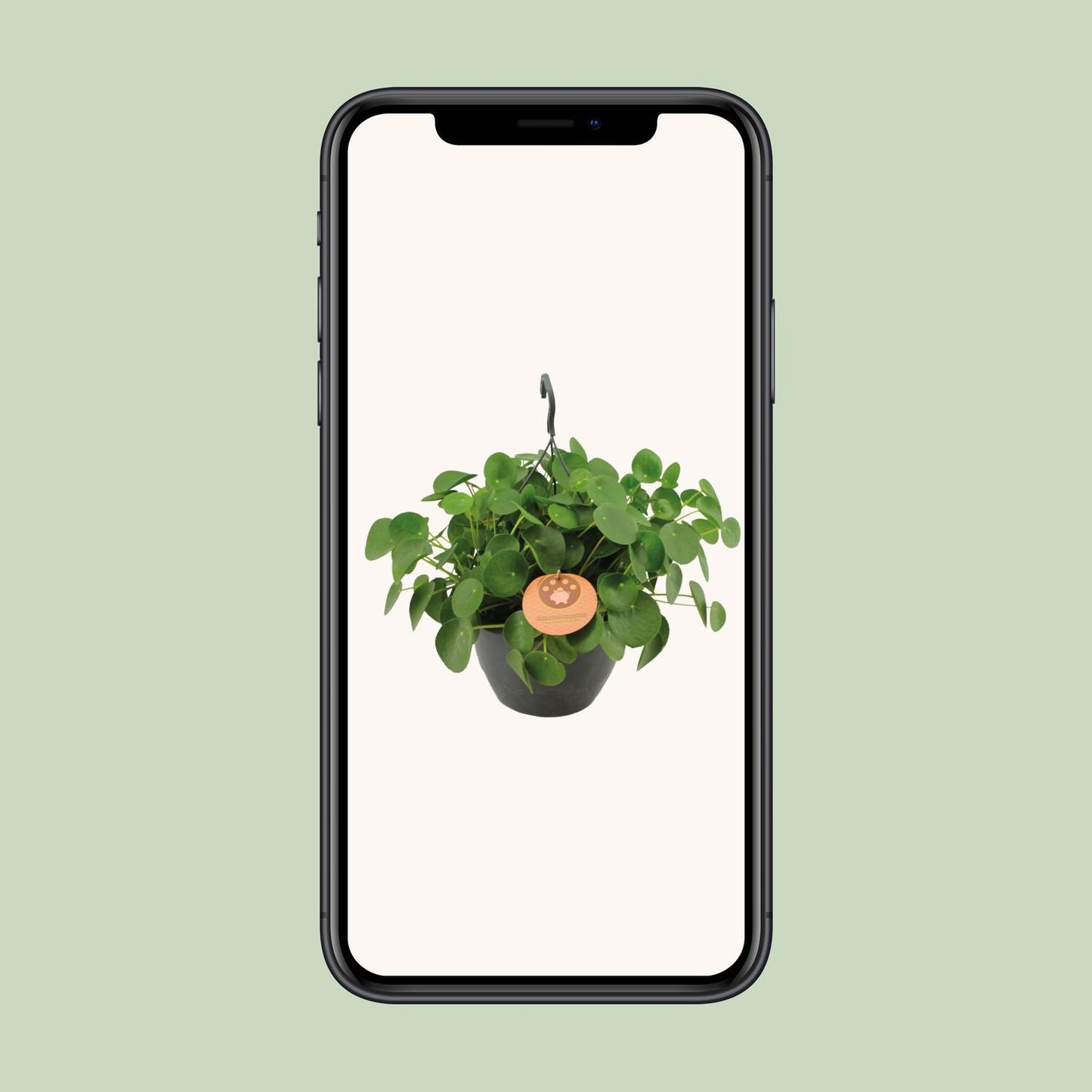 Pilea Peperomioides – Pflegeleichte Zimmerpflanze Ø27cm
