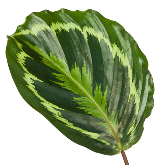 Calathea Medallion – Pflegeleichte Trendpflanze 80 cm