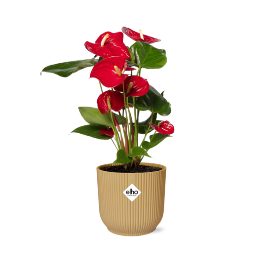 Anthurium Red 12cm im ELHO Vibes Fold Topf Gelb