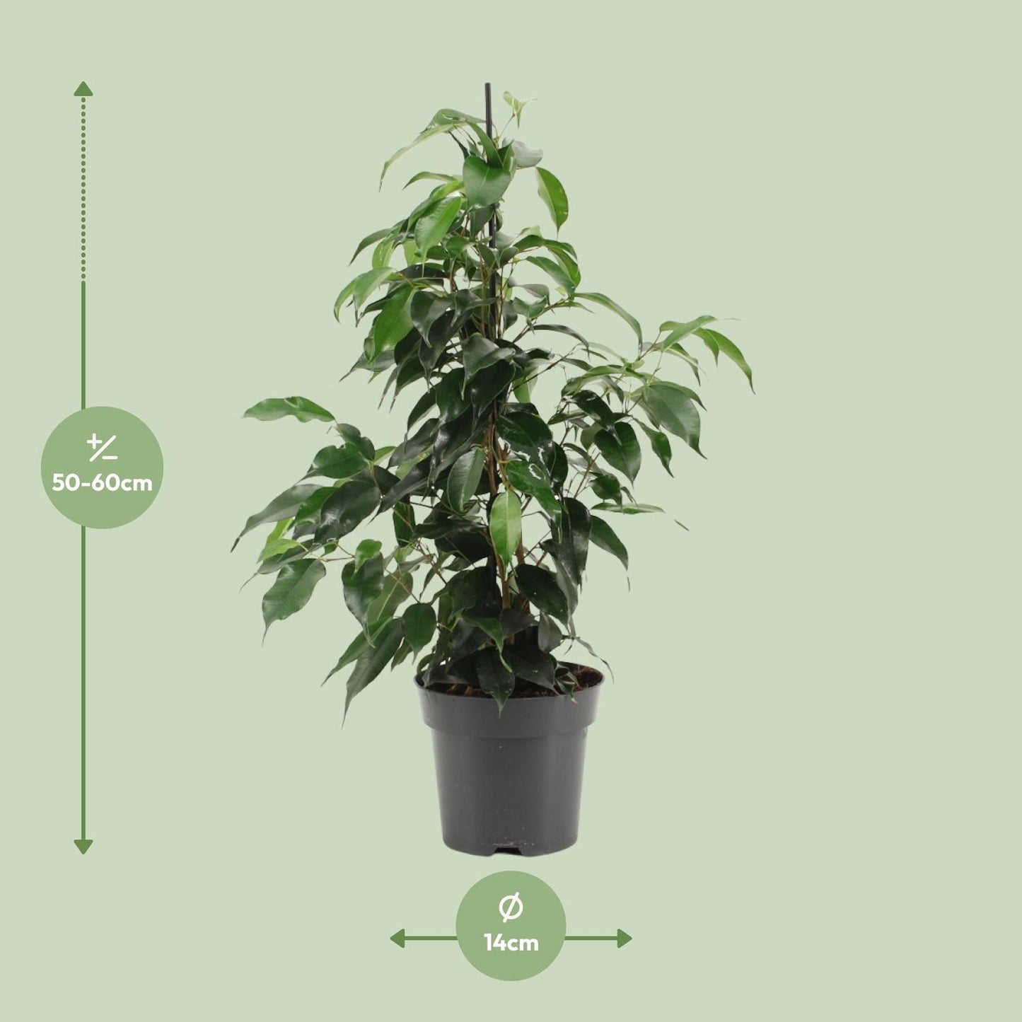 Ficus Benjamina Danielle – Pflegeleichter Zimmerbaum Ø14cm