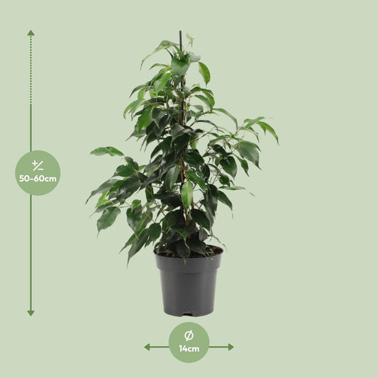 Ficus Benjamina Danielle – Pflegeleichter Zimmerbaum Ø14cm