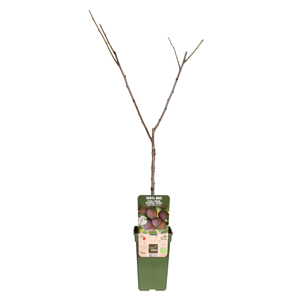 Prunus Domestica Opal – Robuste Pflaumenpflanze Ø19cm