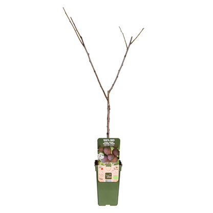Prunus Domestica Opal – Robuste Pflaumenpflanze Ø19cm