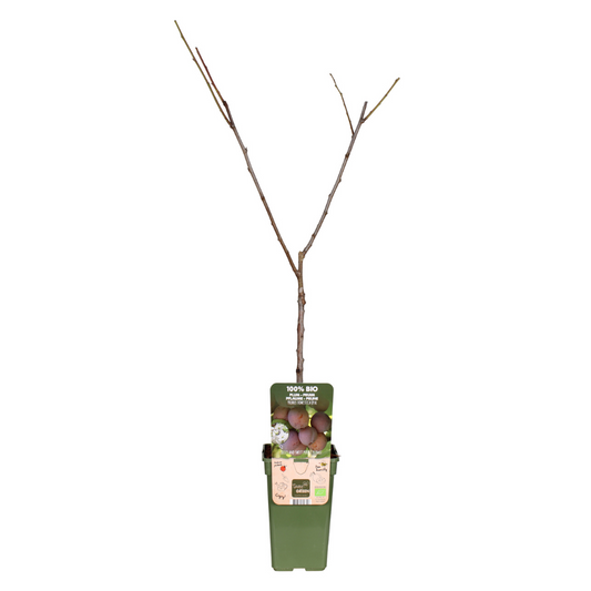 Prunus Domestica Opal – Robuste Pflaumenpflanze Ø19cm