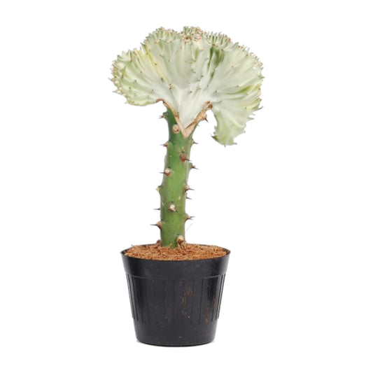Euphorbia lactea Cristata – Korallen-Kaktus 30 cm